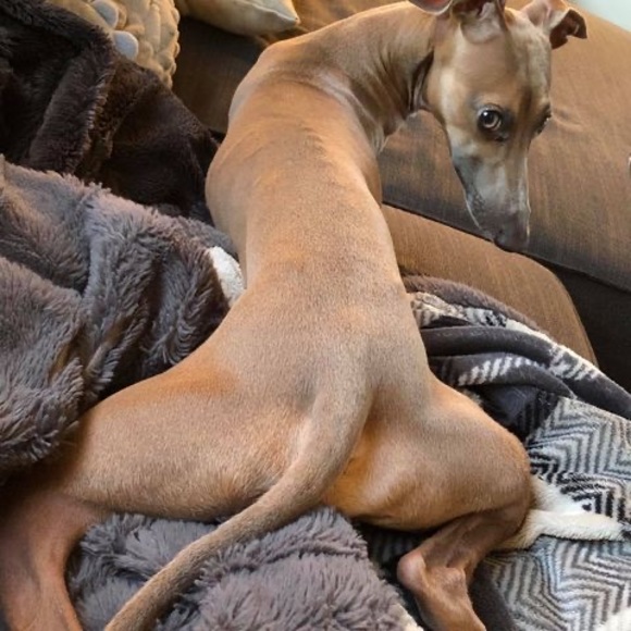 Meet your Posher, Greg - Picture 1 of 1